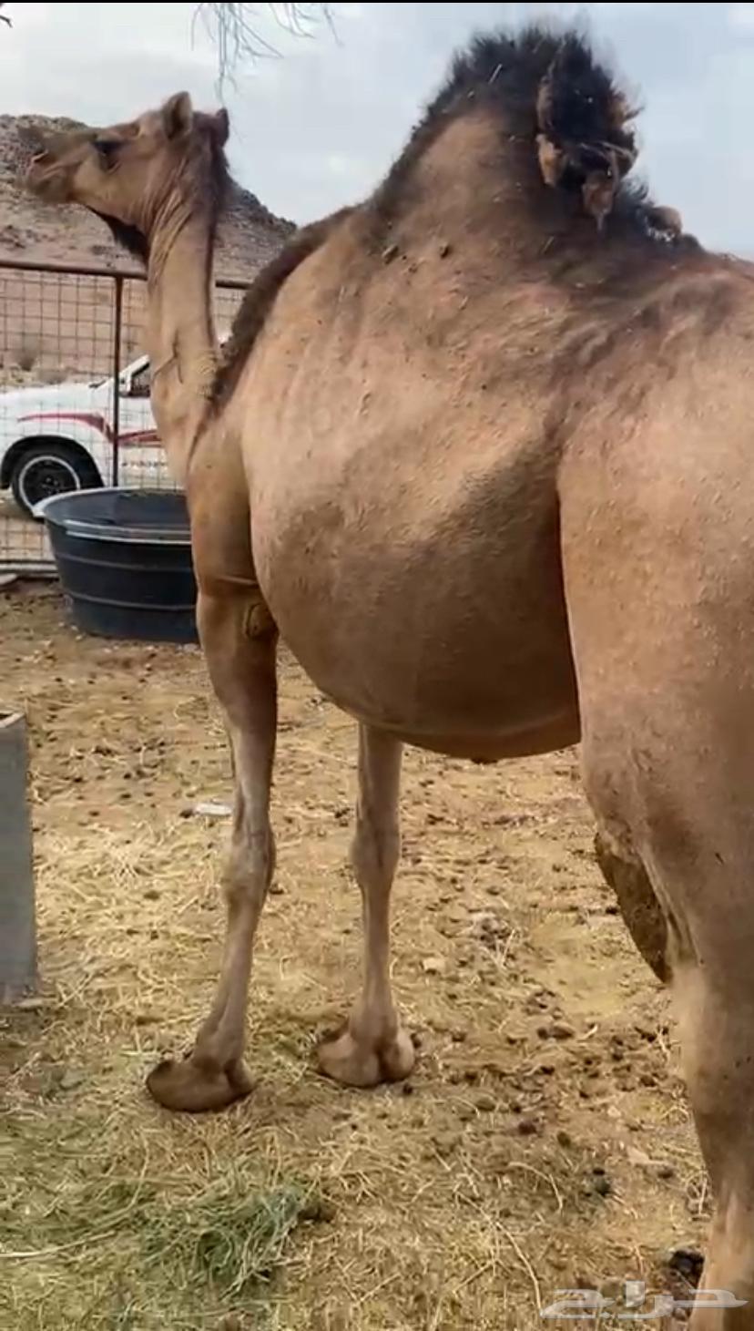 للبيع ناقة حمرا طيبه64360039156994110