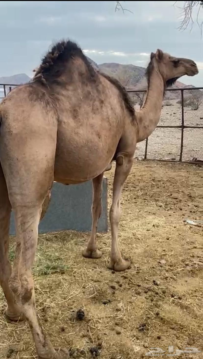 للبيع ناقة حمرا طيبه64360039156994111