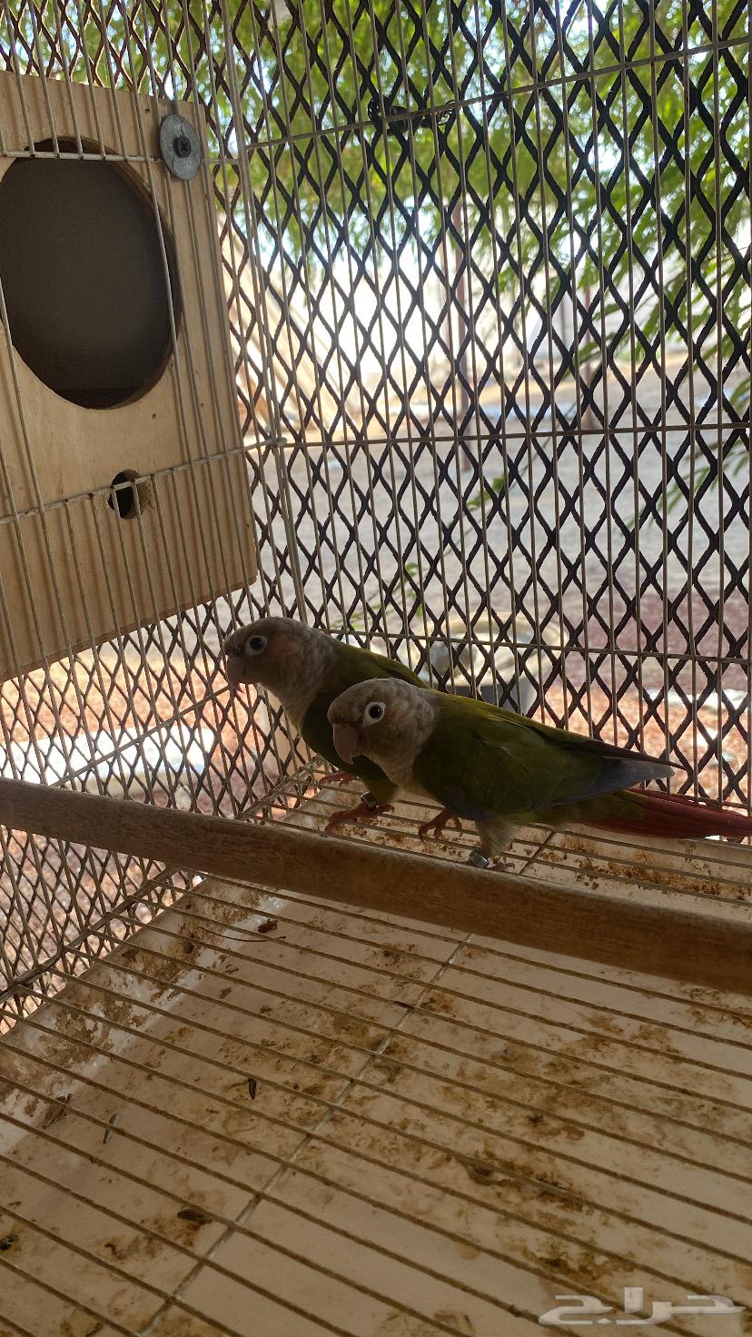 للبيع طيور زينه64359518157953111