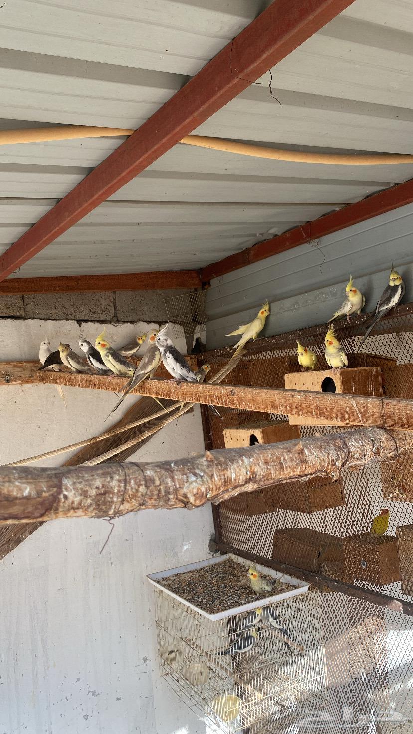 للبيع طيور زينه64359518157953112