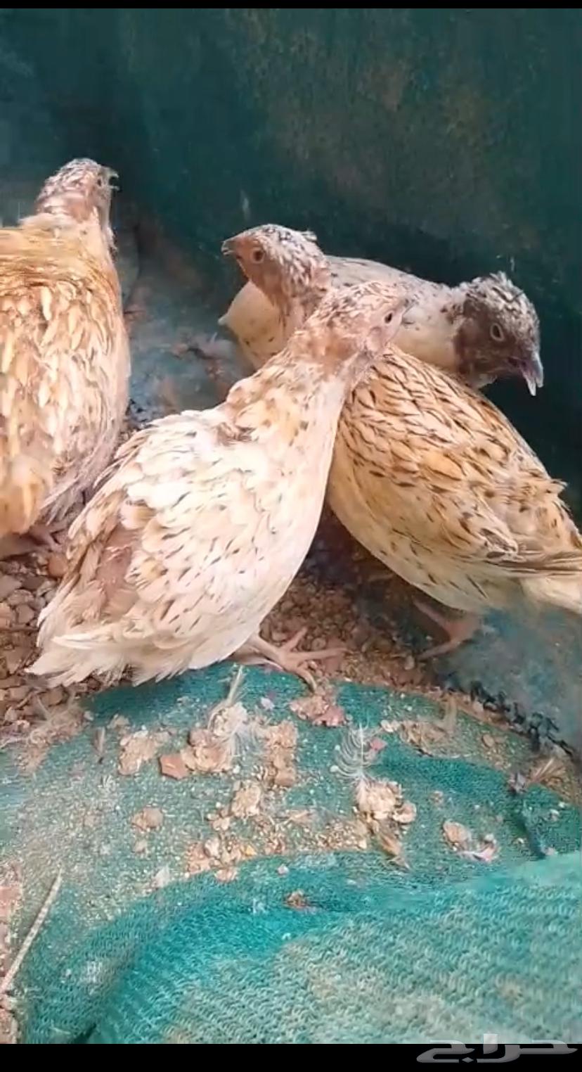 سمان فري لاحم للبيع ومتوفر تنظيف و تجهيز64351607691779111