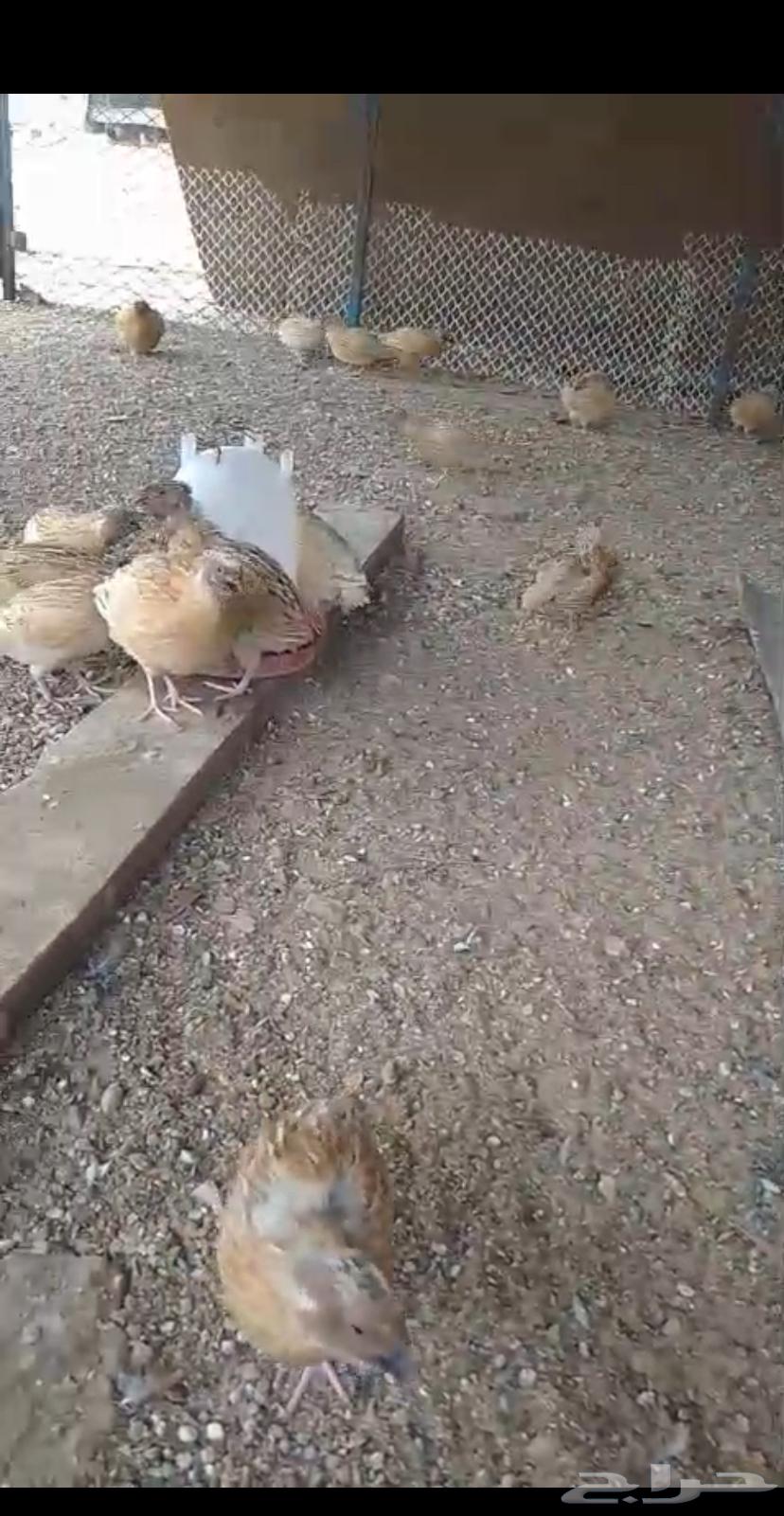 سمان فري لاحم للبيع ومتوفر تنظيف و تجهيز64351607691779112