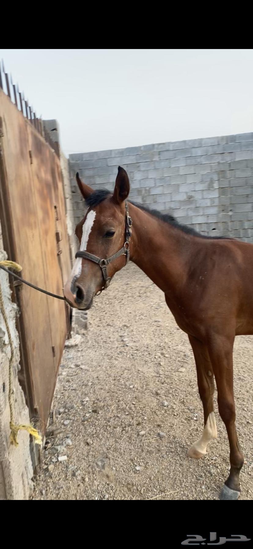 مهر شعبي للبيع64359981061251110