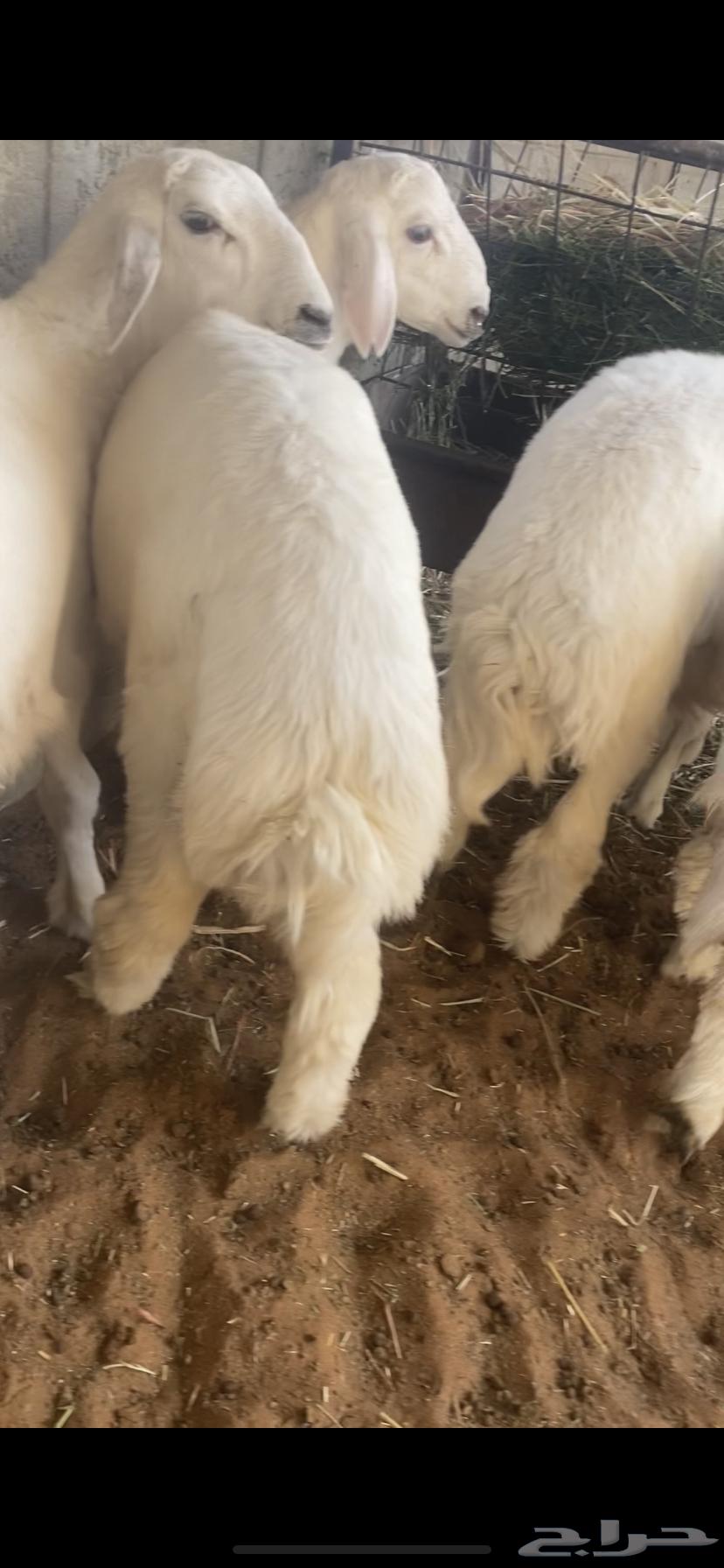 Slaughtered Sheep64351956963329111