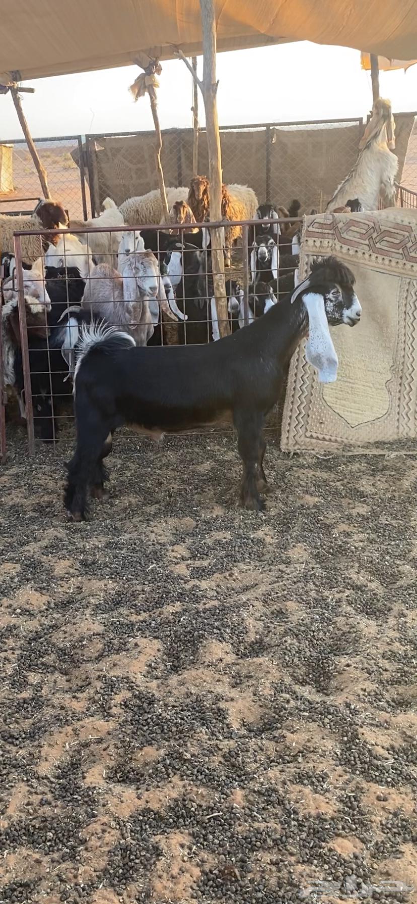 تيس عارضي تم البيع64354534339713111