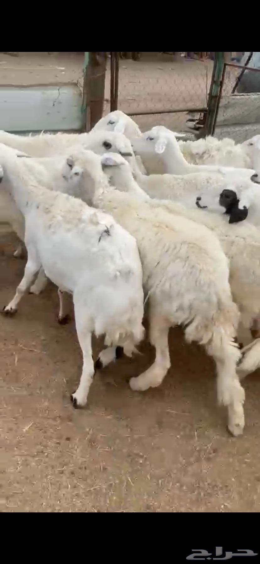 تم البيع64357012141186114