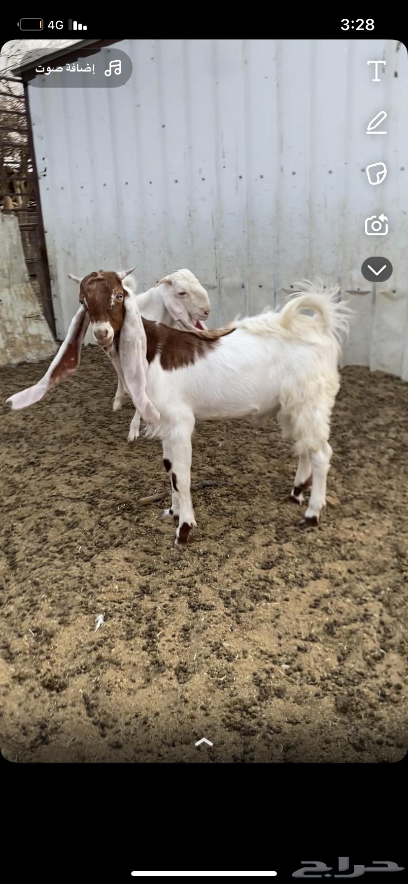 Goats for sale, whether for slaughter or breeding bucks64350522880258111