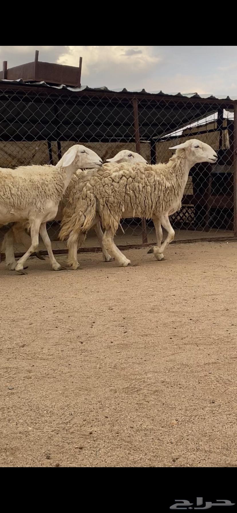 3 رخال صنف الصنف دفيع64357703798401112