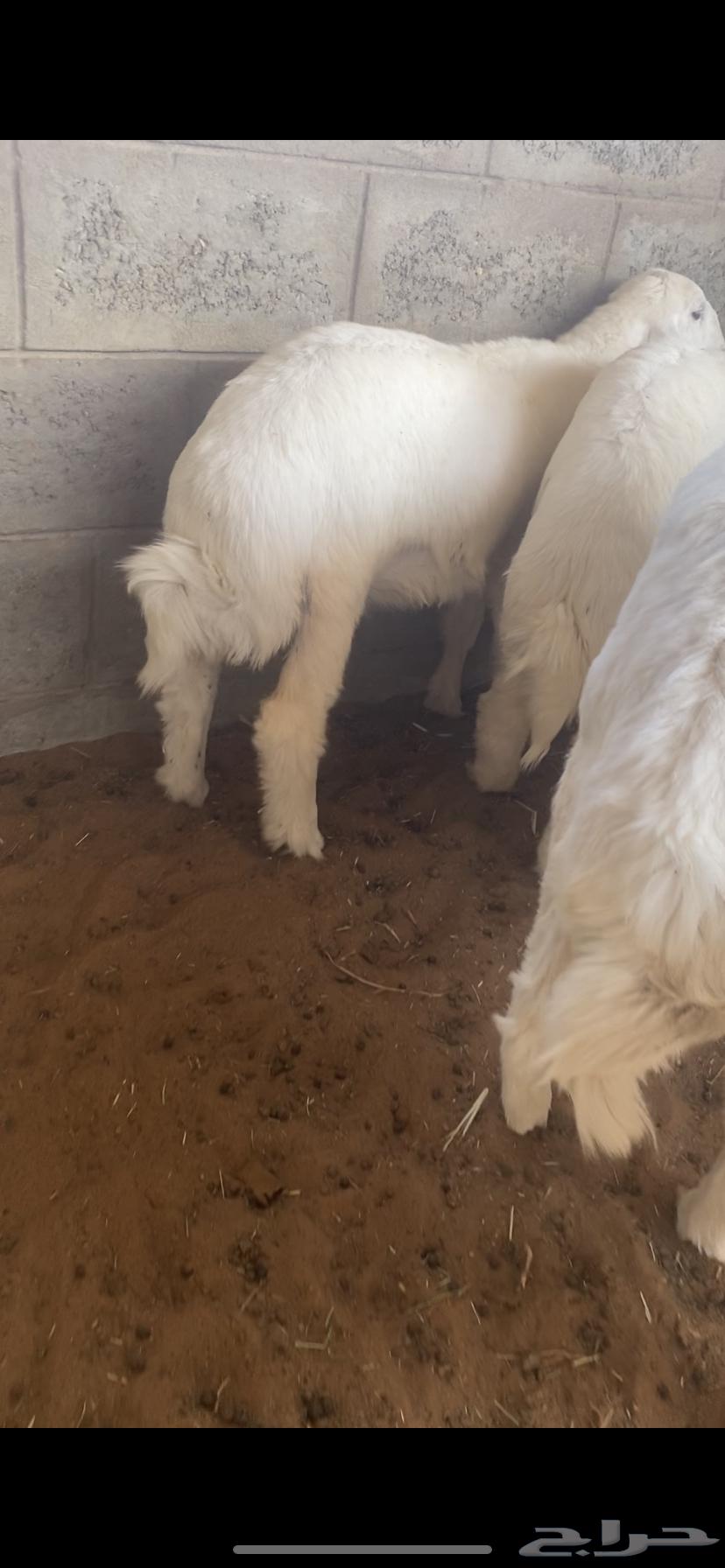 Slaughtered Sheep64351956963329110