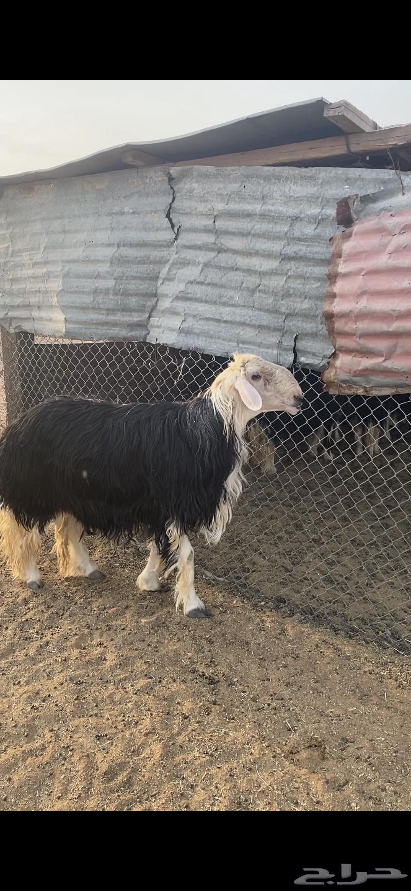 للبيع فحل نجدي فاخررر64358713678723110