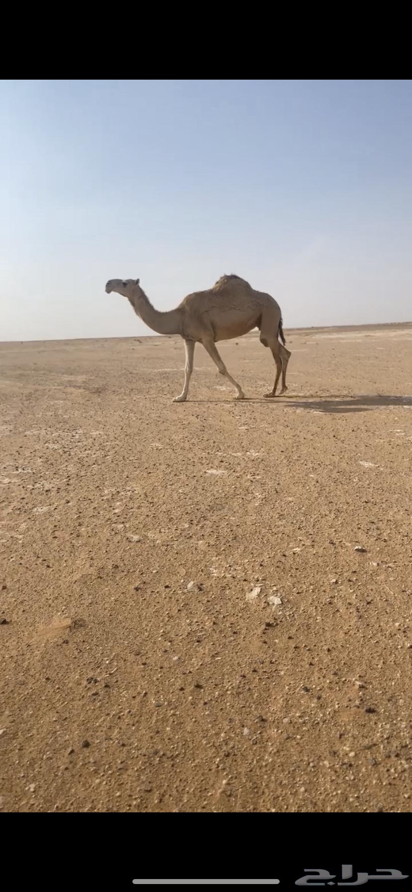 خفوت للبيع64360068816129111