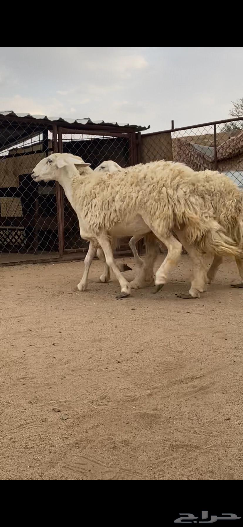 3 رخال صنف الصنف دفيع64357703798401111