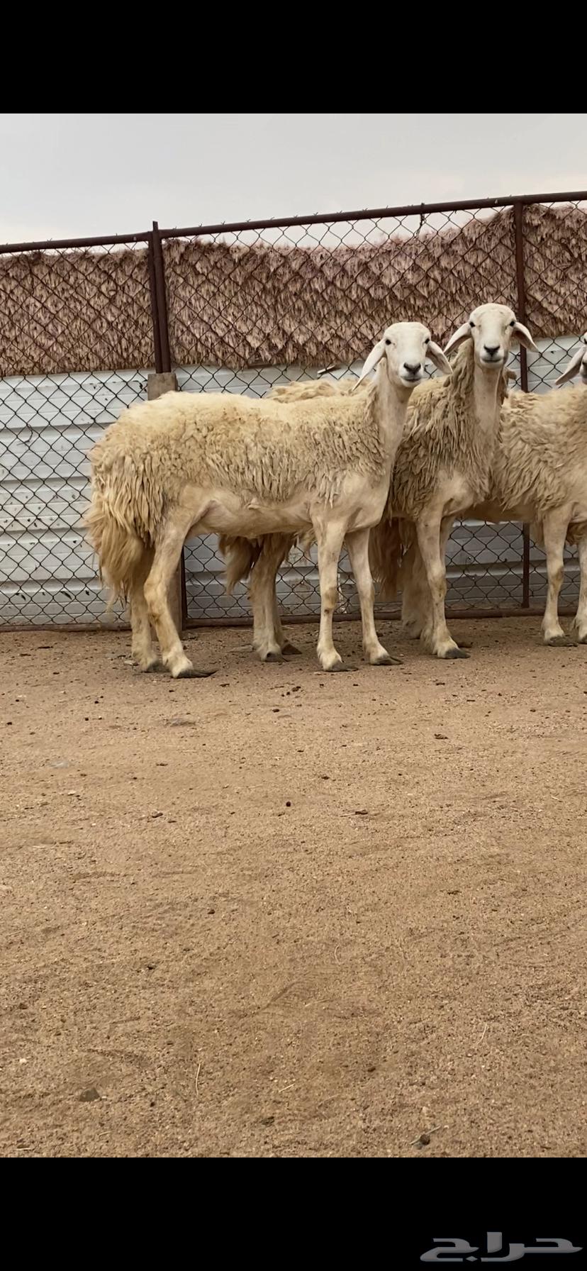 3 رخال صنف الصنف دفيع64357703798401110