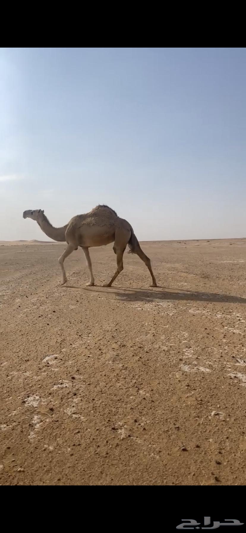 خفوت للبيع64360068816129110