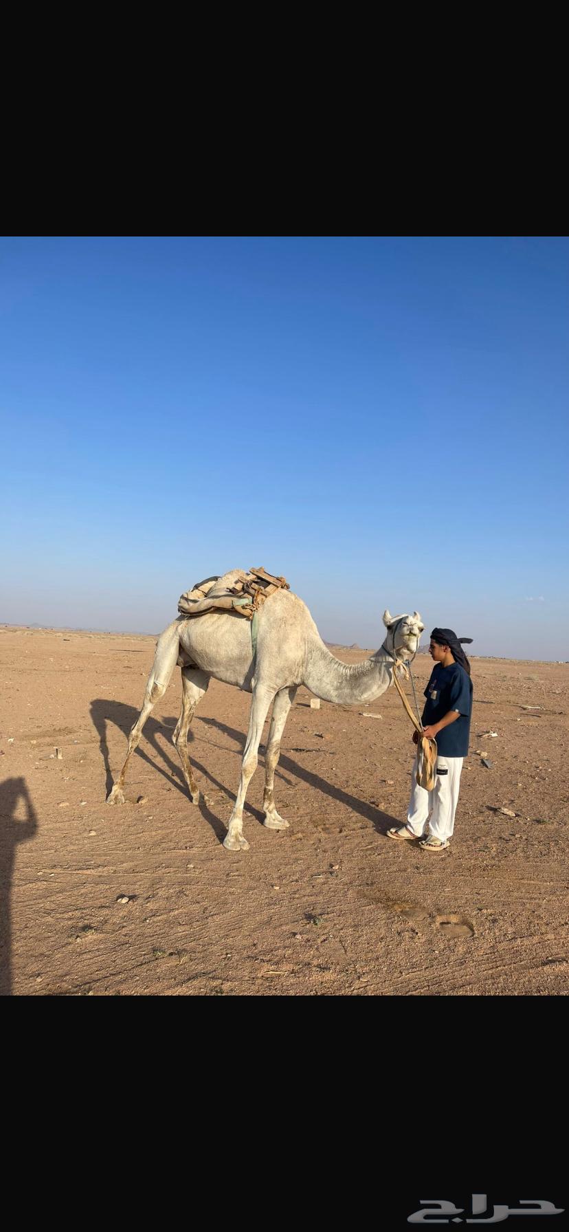 للبيع ضروبه رحول مقود64354828463491112