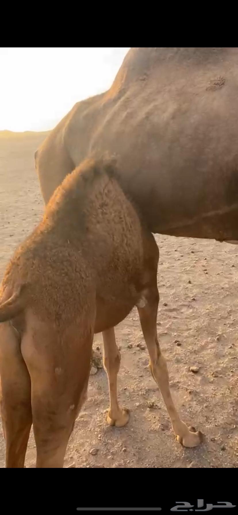 حوار للبيع له 3 شهور64361816592131111