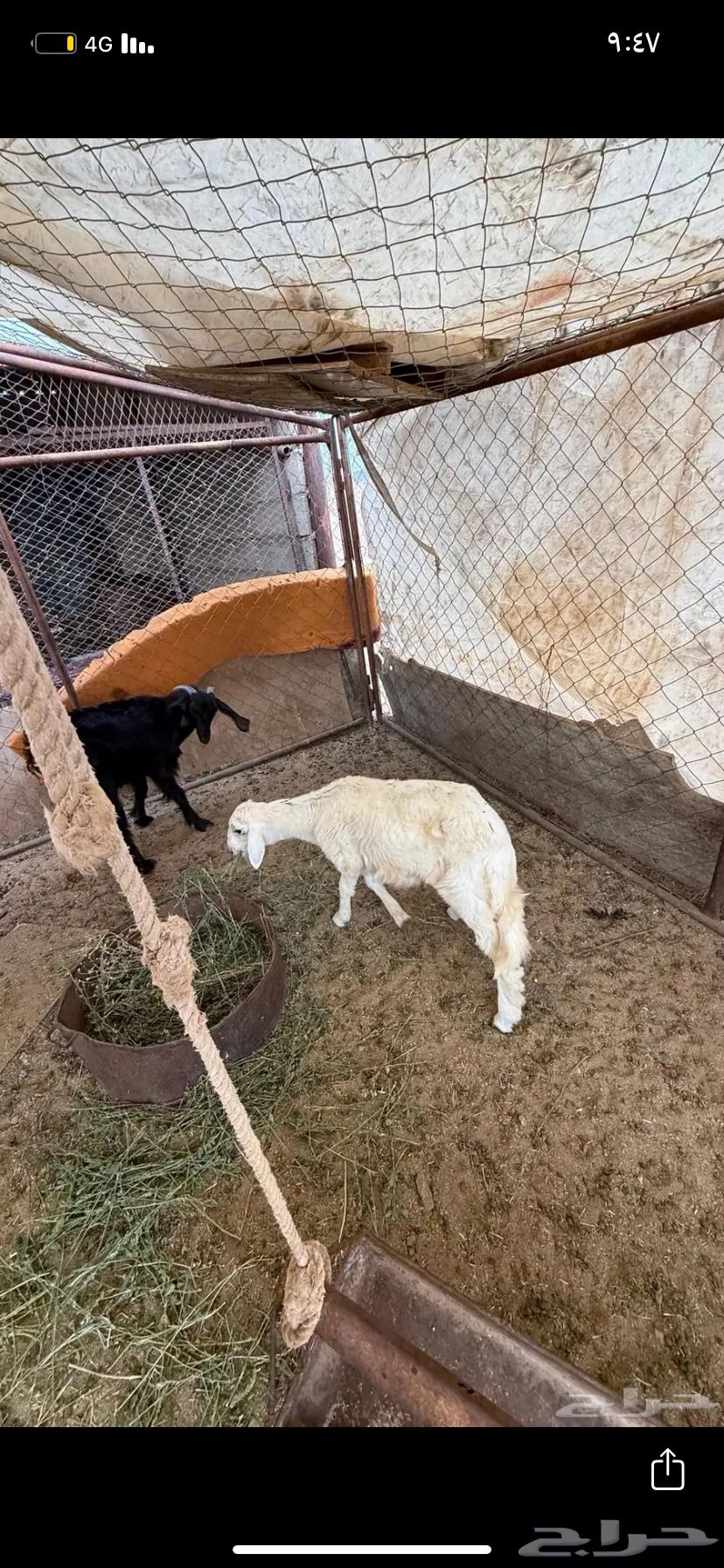 طلي للبيع64350943549185112