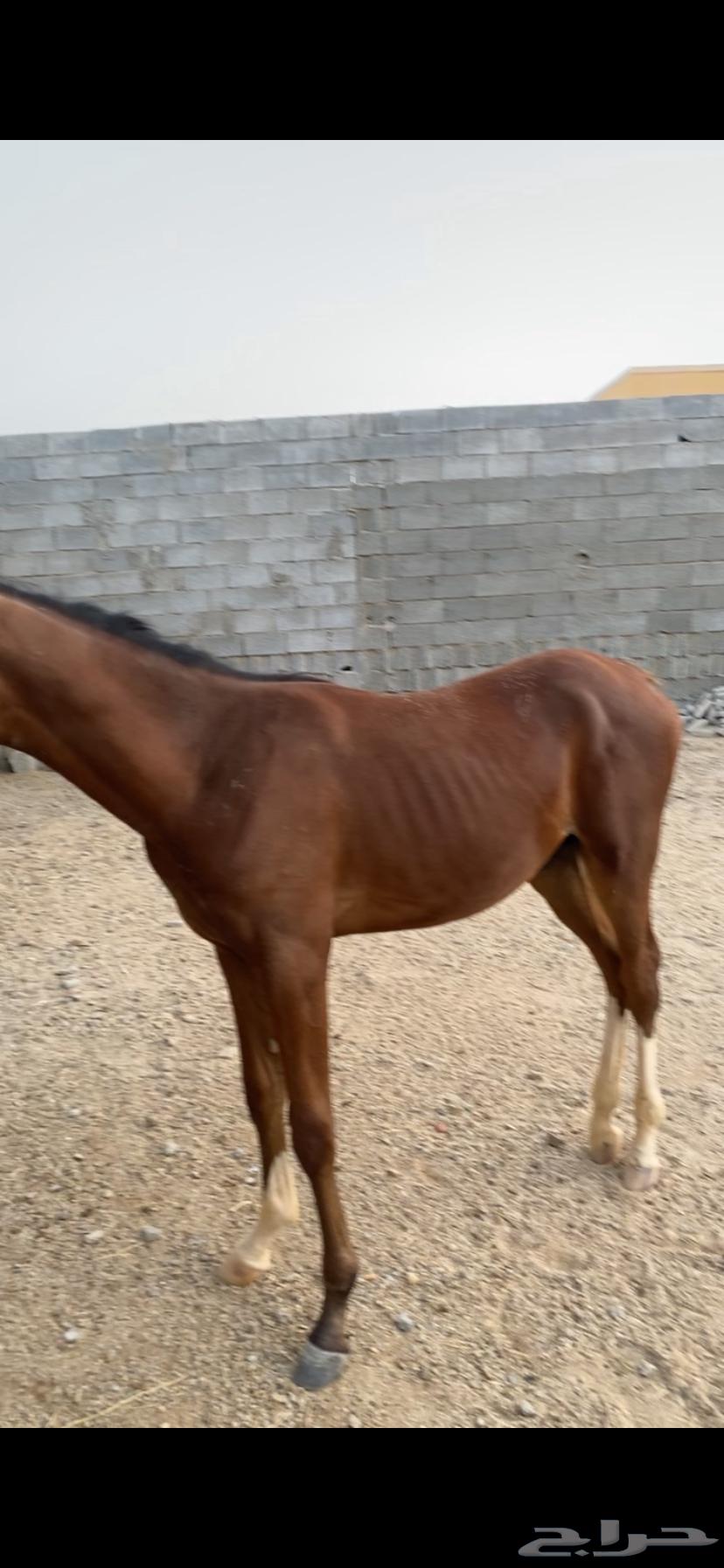 مهر شعبي للبيع64359981061251111