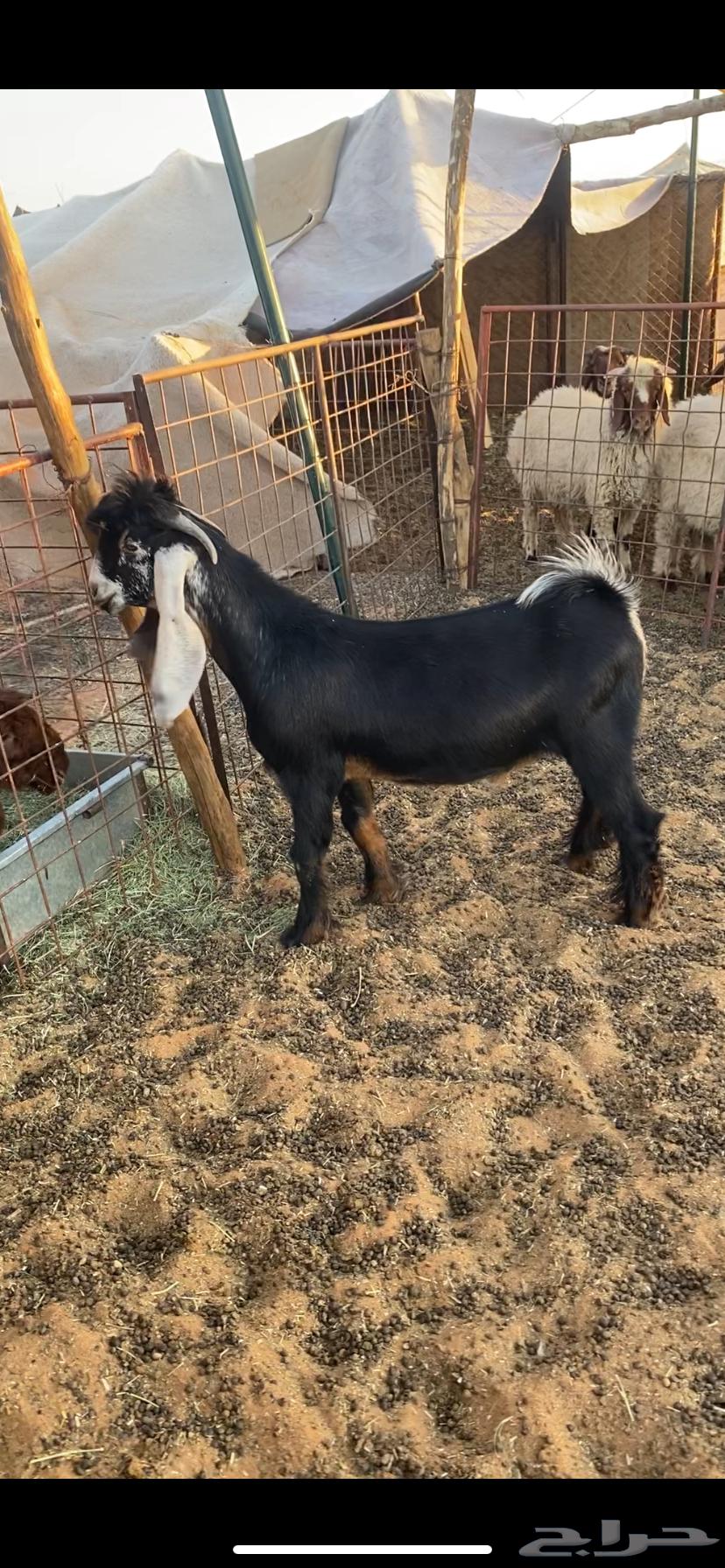 تيس عارضي تم البيع64354534339713112