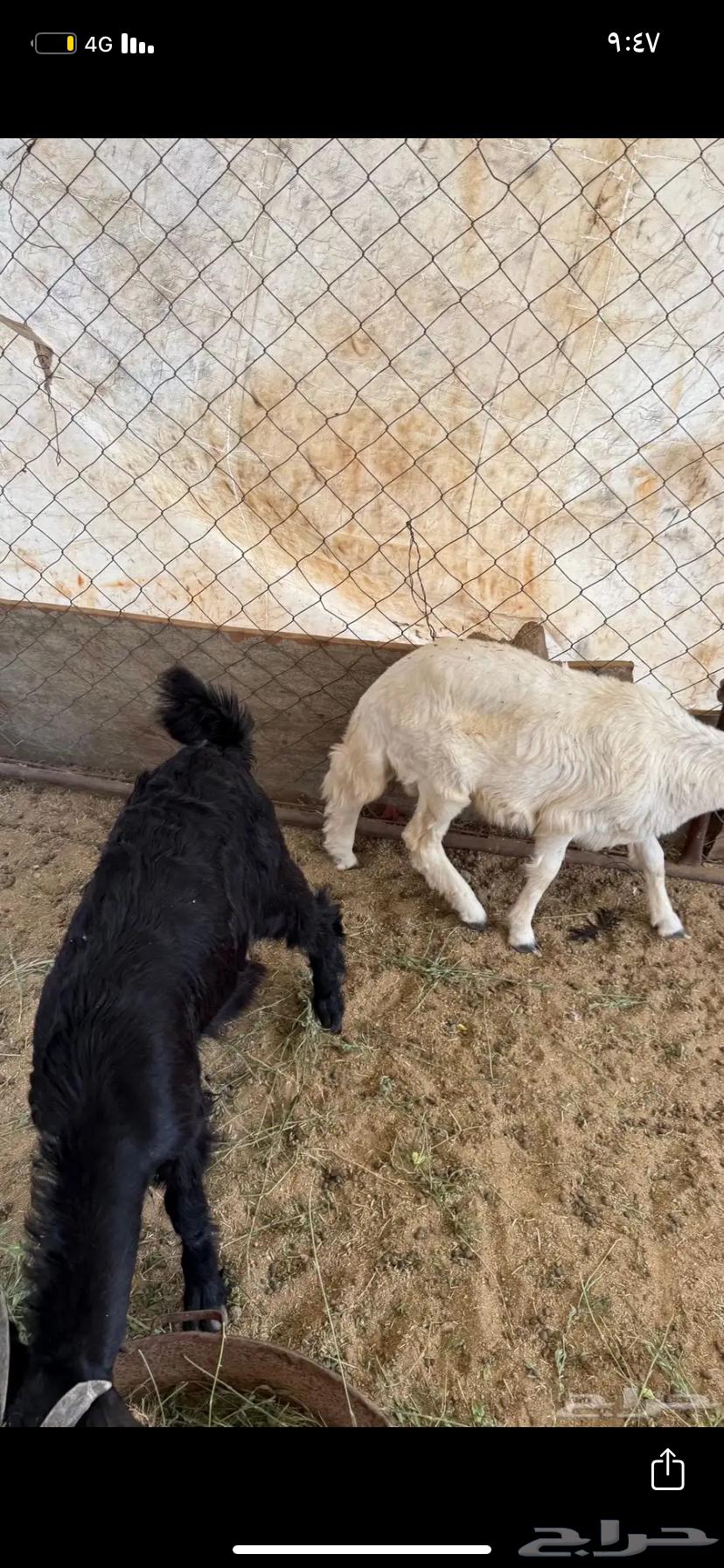 طلي للبيع64350943549185113