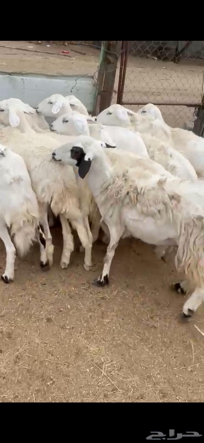 تم البيع64357012141186113