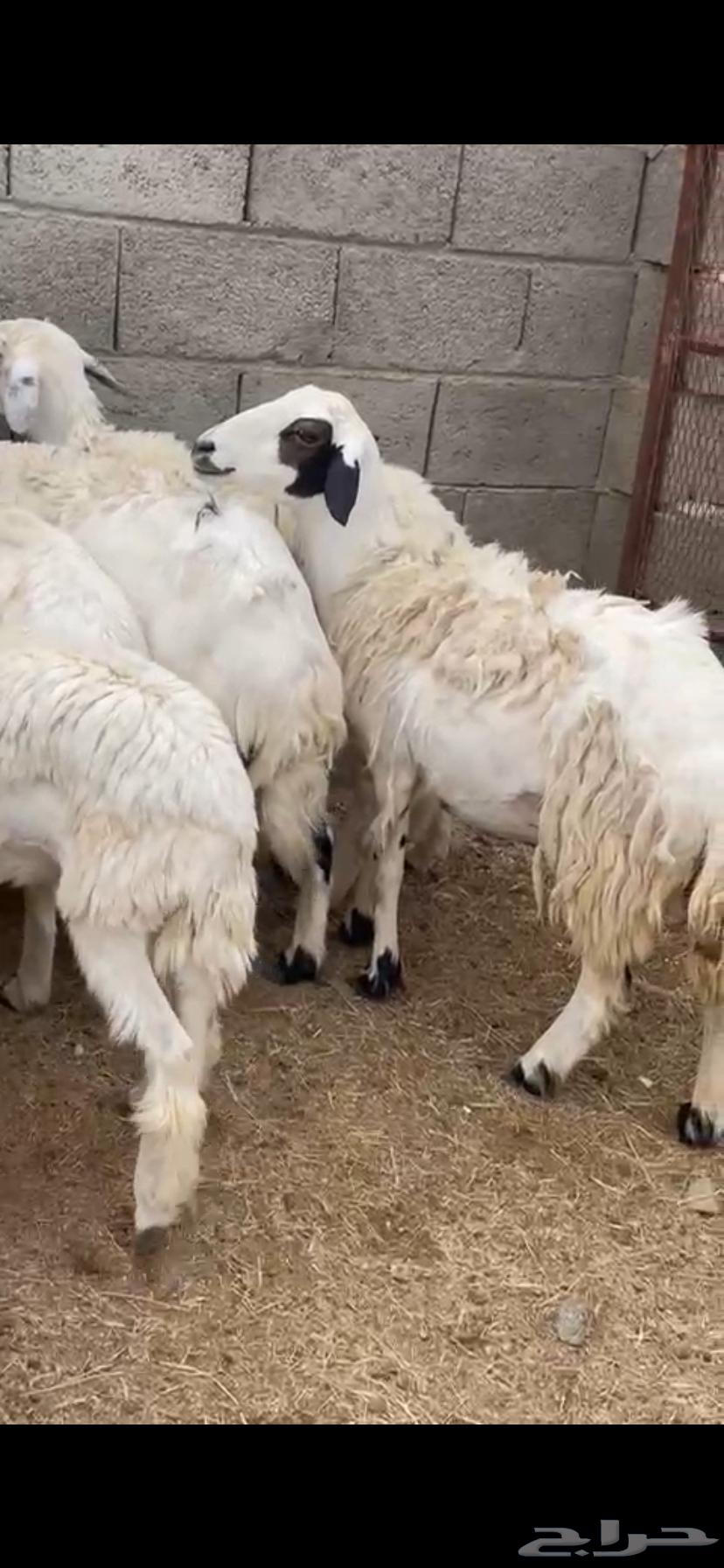 تم البيع64357012141186110