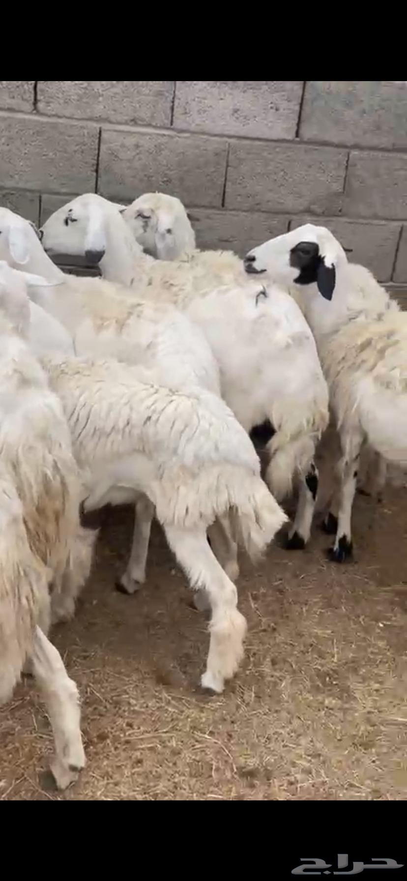 تم البيع64357012141186112