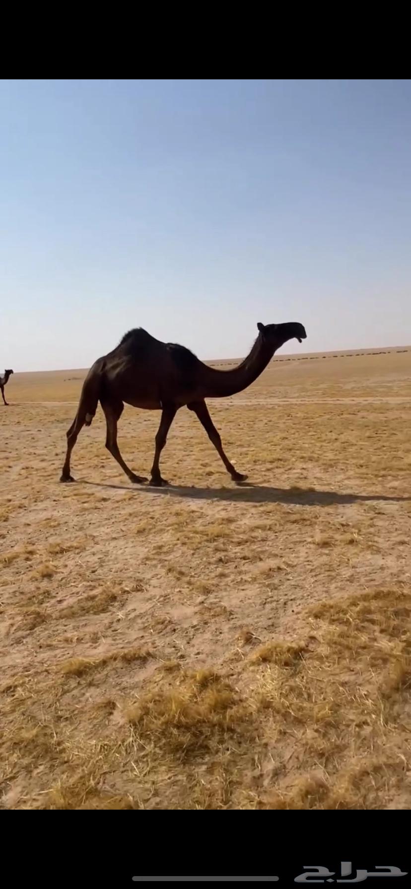 It's rightfully theirs due to matching judgments64356602302211110