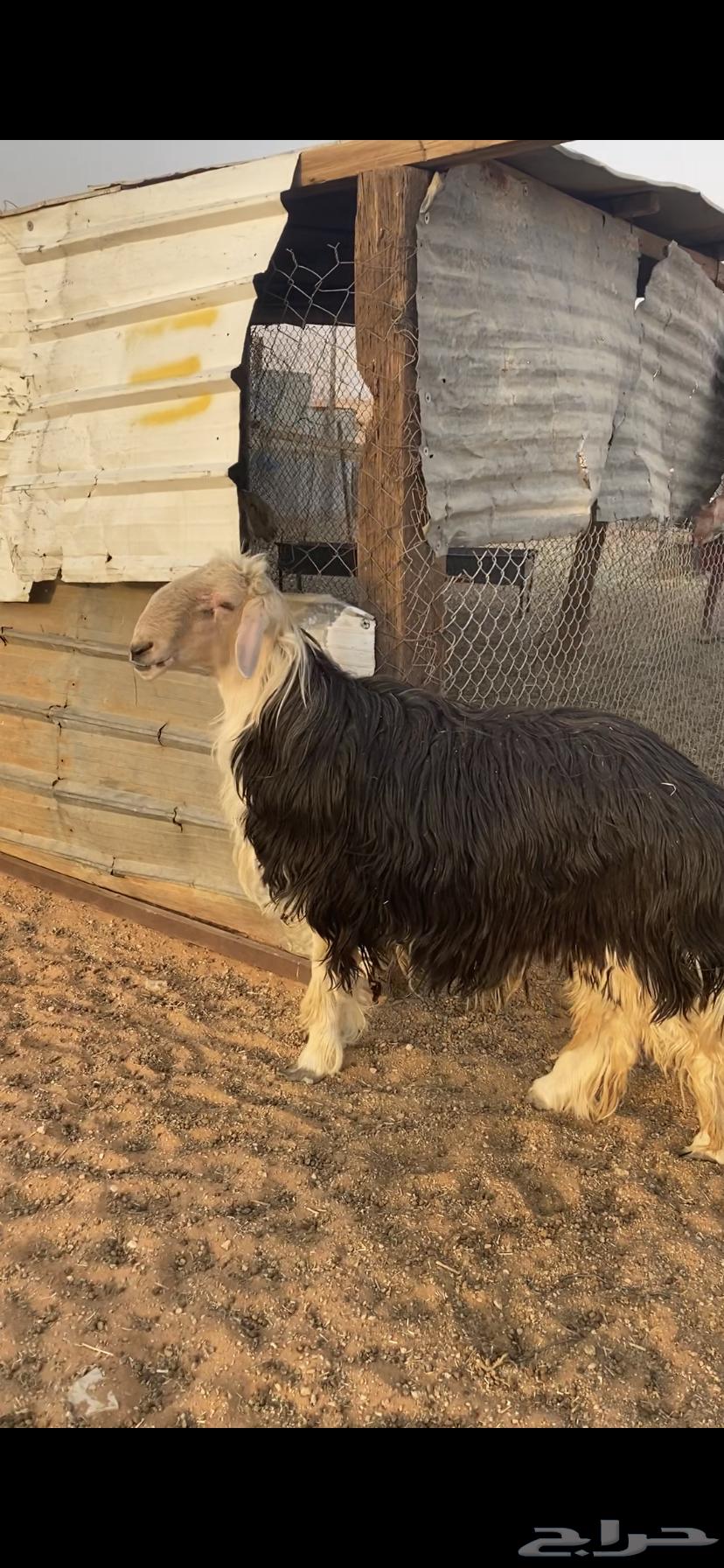 للبيع فحل نجدي فاخررر64358713678723112