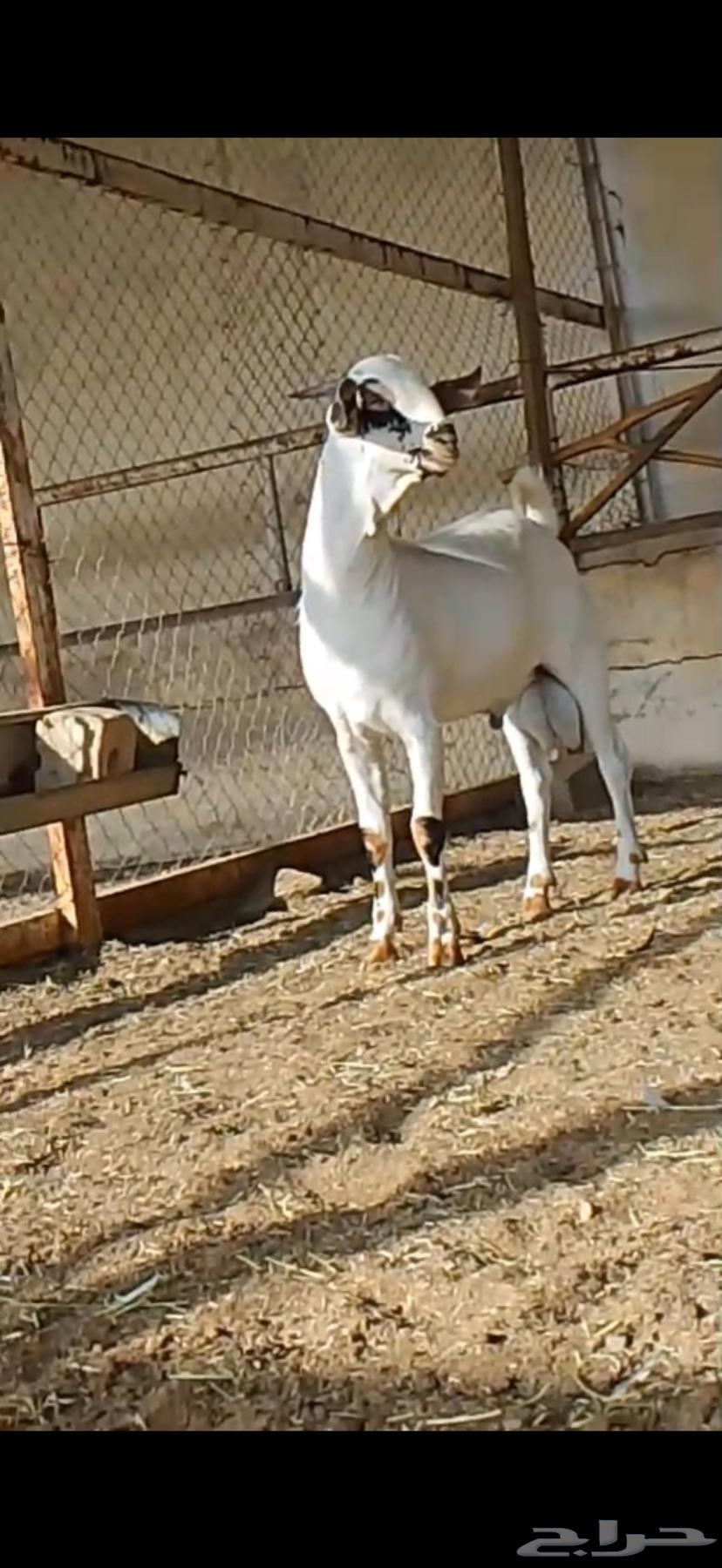 مشروع فحل بيشي صنف. تم البيع64352442338561110