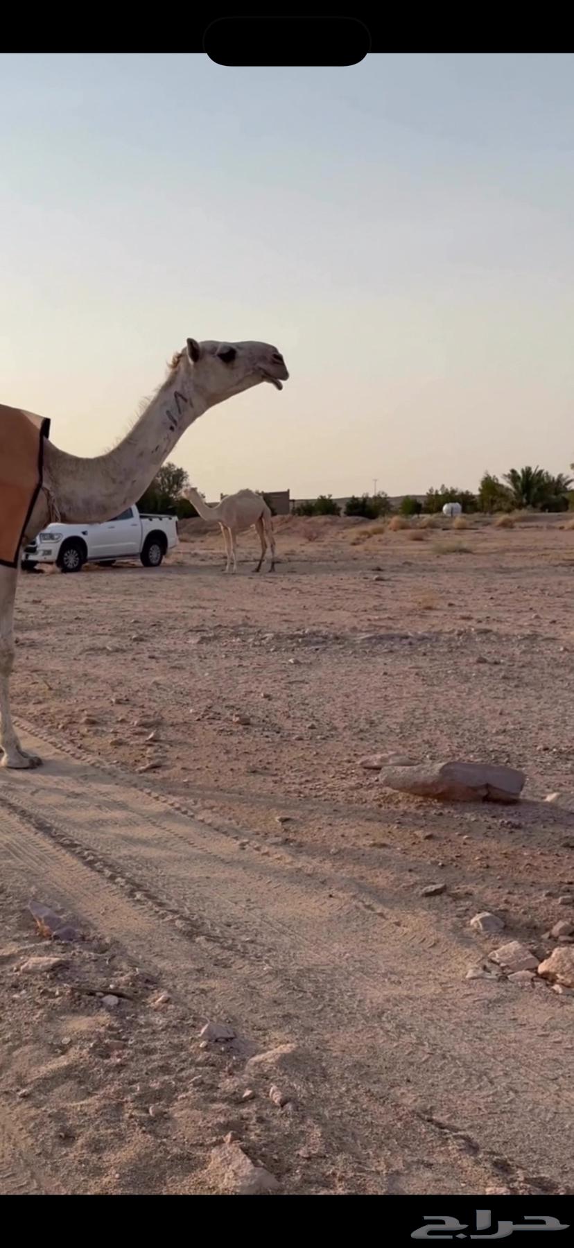 للبيع بكره حيسونيه حقه شقحا كفو كفو64361682310273112