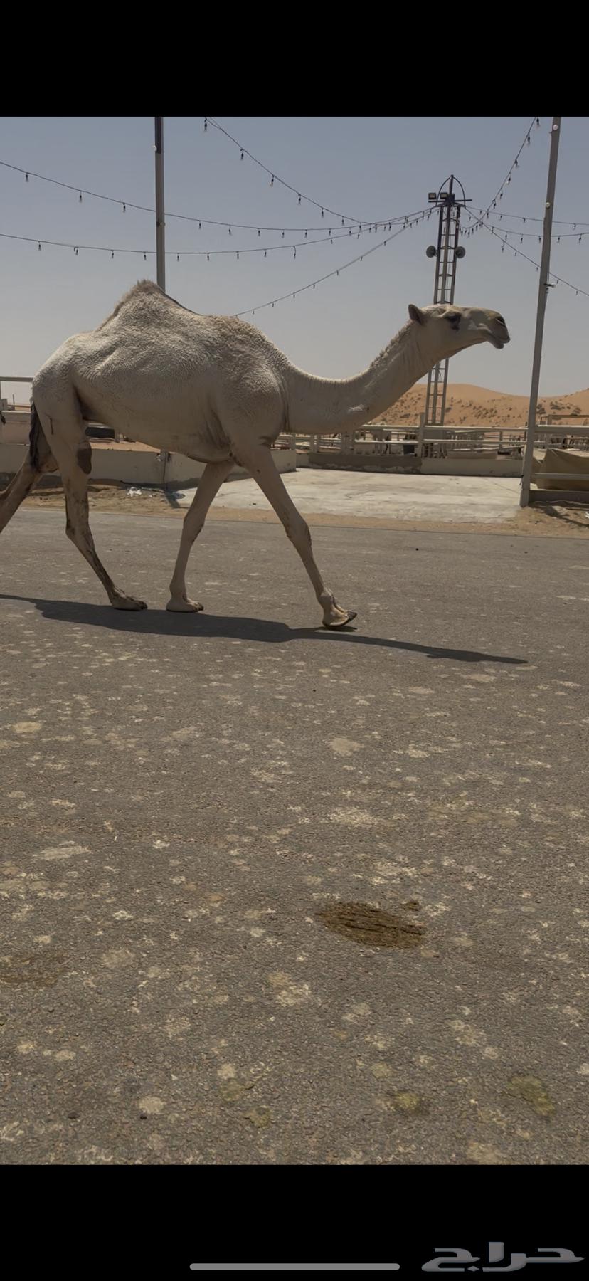 Bakra Liqa64354769480835110