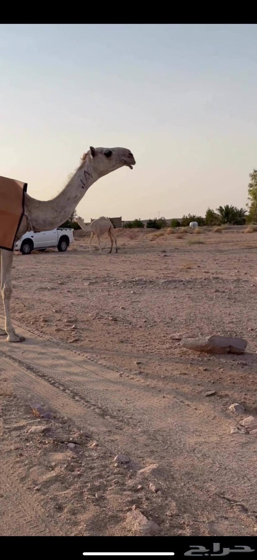 للبيع بكره حيسونيه حقه شقحا كفو كفو64361682310273110