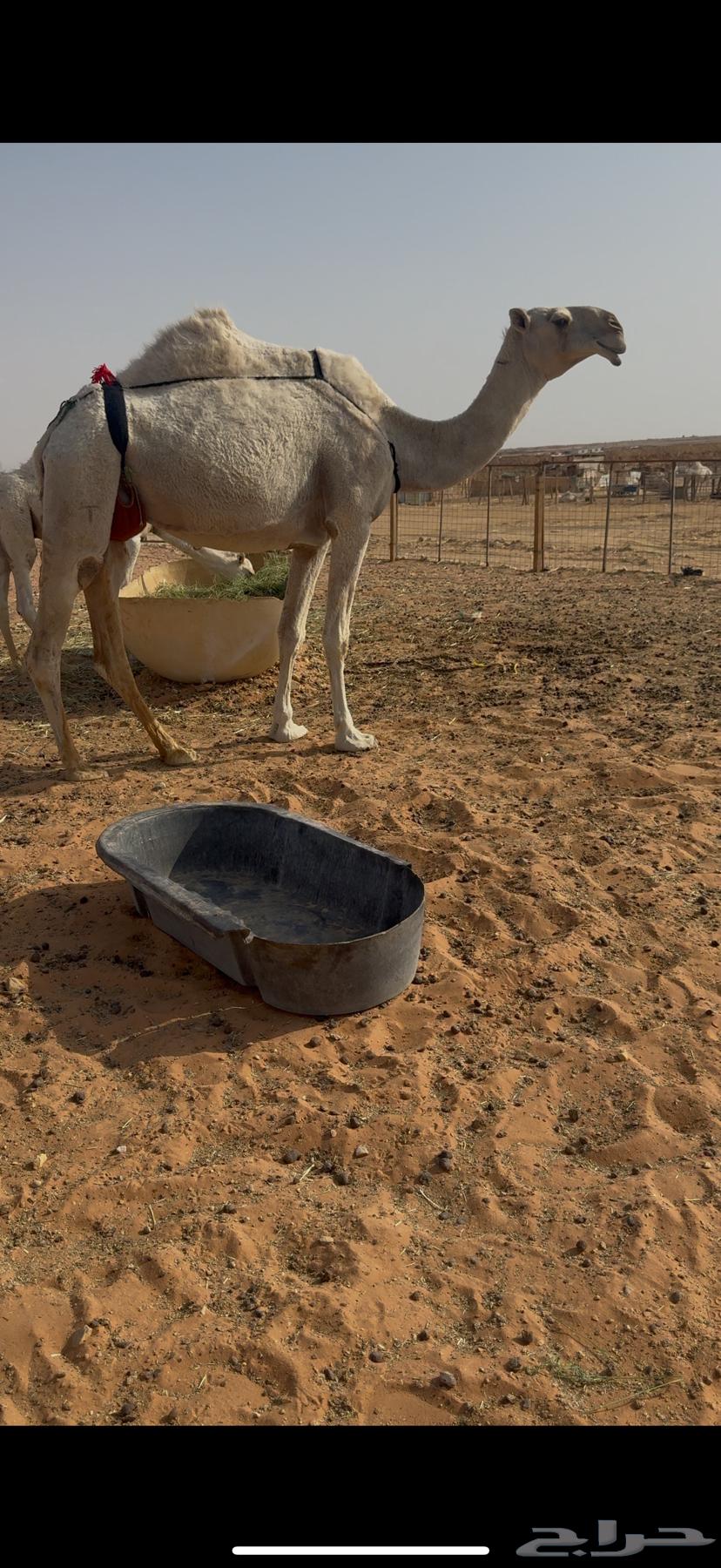 Excellent ten and Dhuha camel64361151072129112