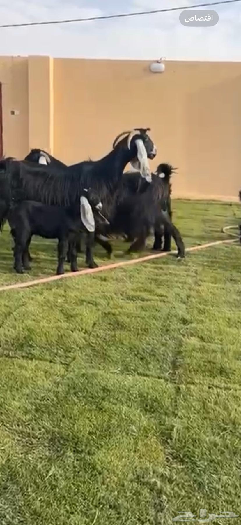 متابيع عوارض خصم64360885410689111