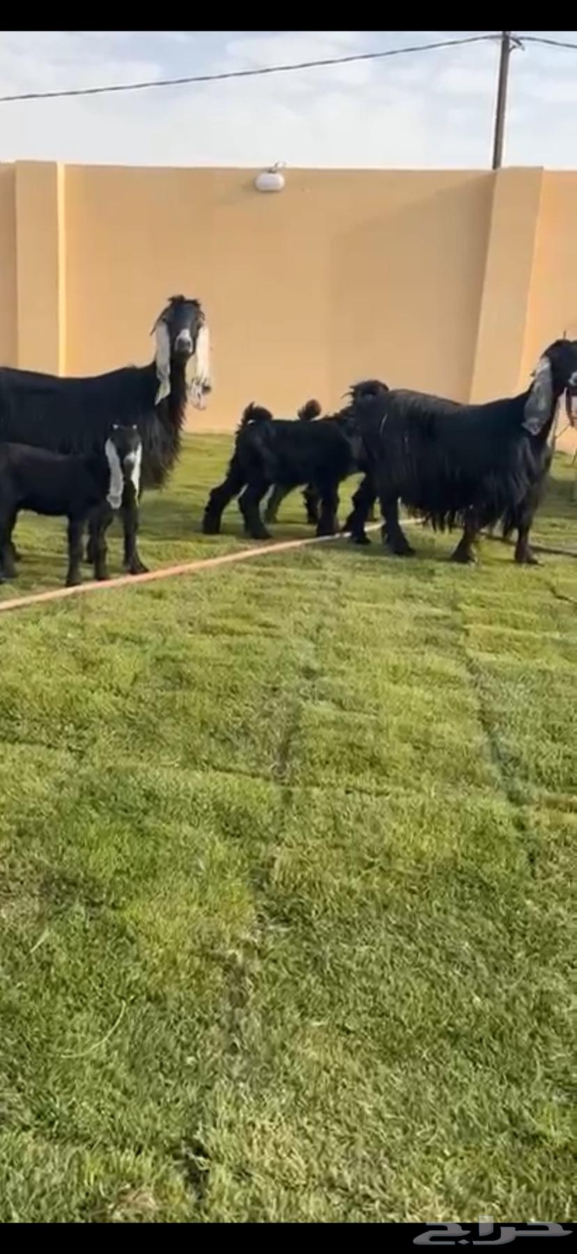 متابيع عوارض خصم64360885410689113