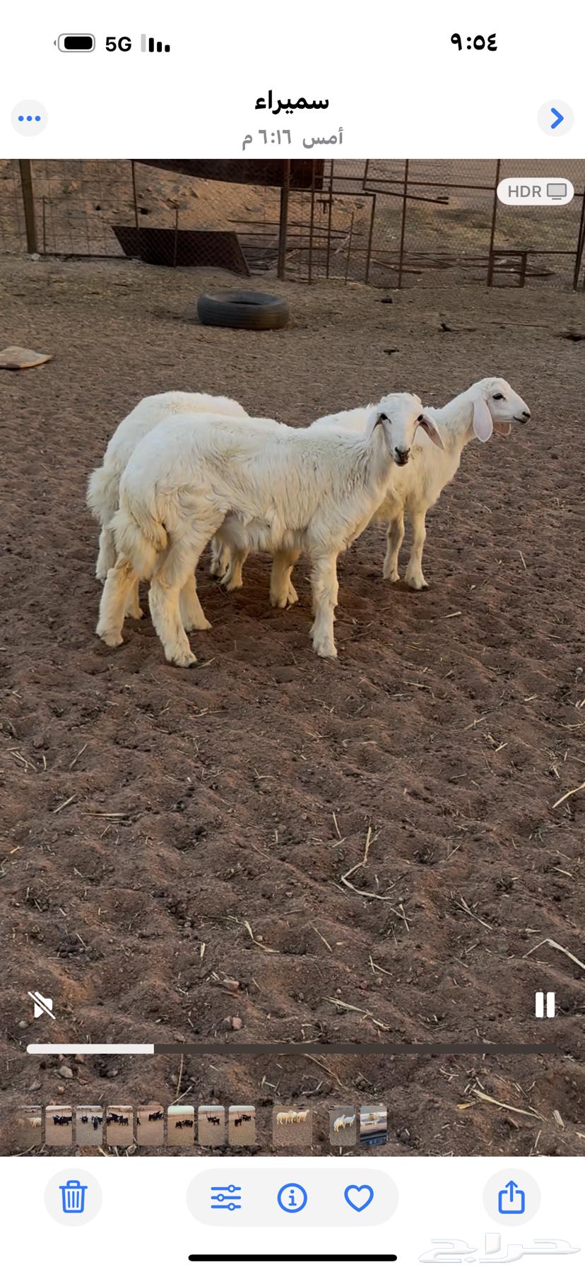 Freedom Trunks64352823703682112