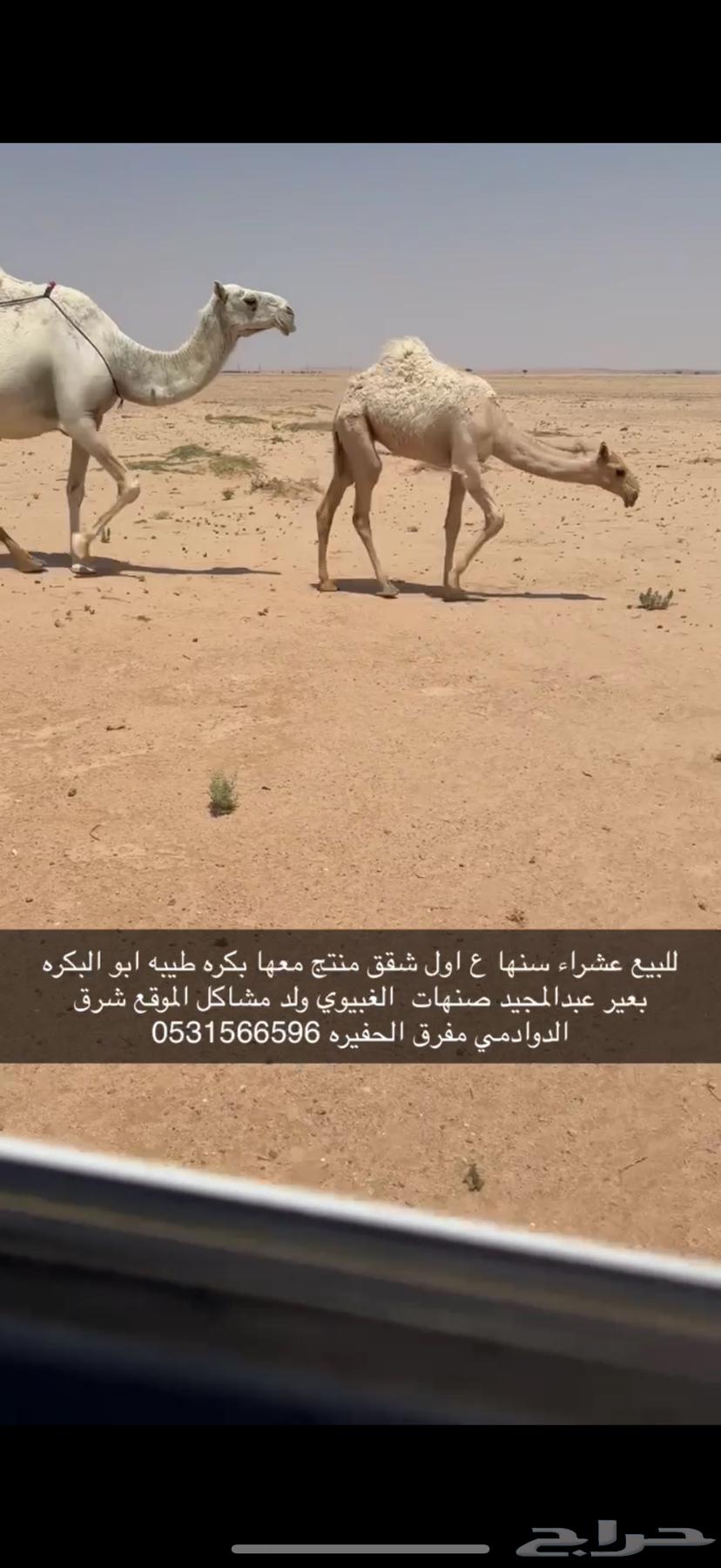 للبيع عشرا معها بكره الدوادمي64354370626561110