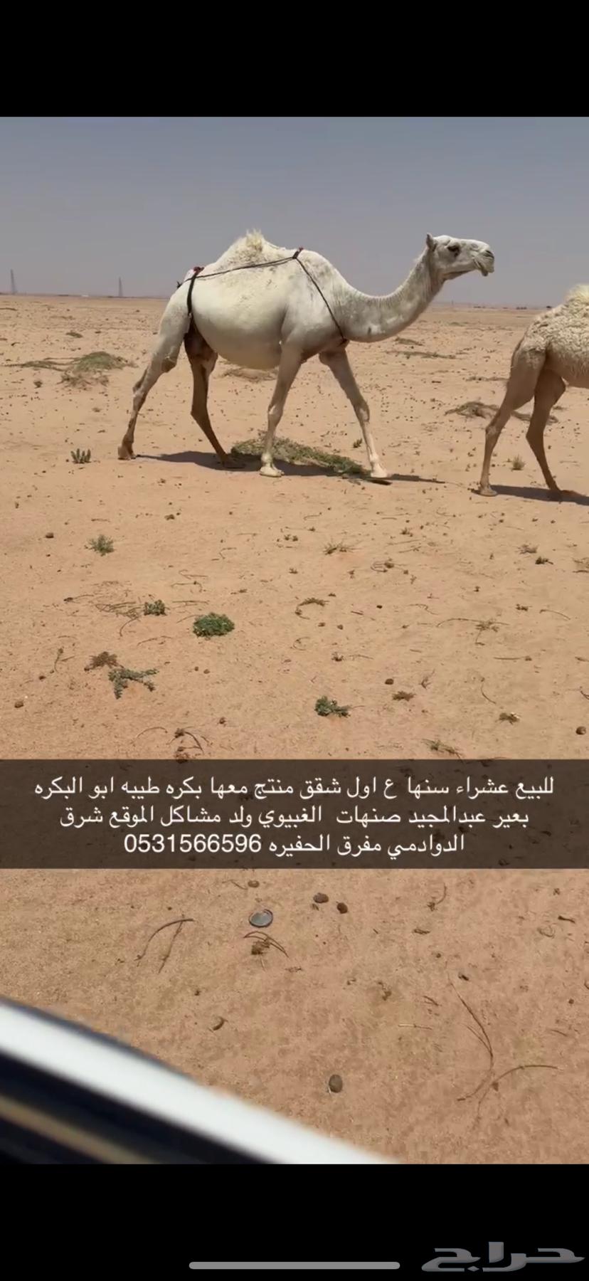 للبيع عشرا معها بكره الدوادمي64354370626561112