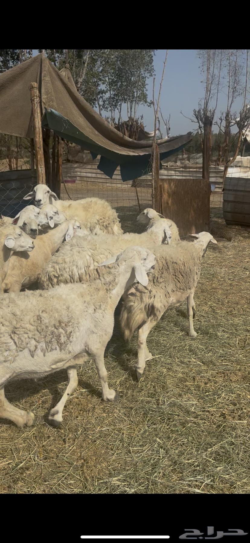 15 sheep, high-quality rams, excellent breed, very satisfied with 730 (( Sold ))64353423441025114