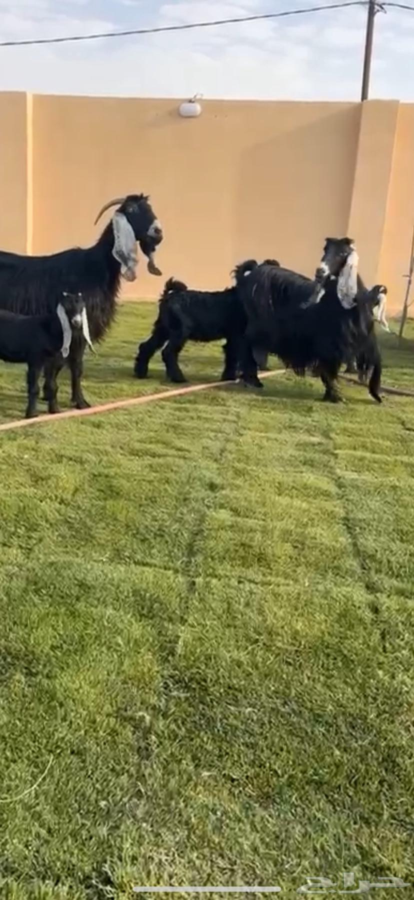 متابيع عوارض خصم64360885410689110