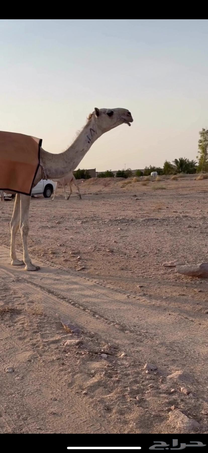 للبيع بكره حيسونيه حقه شقحا كفو كفو64361682310273111