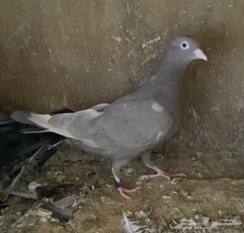 حمام قطايف اجواز64359547219073112