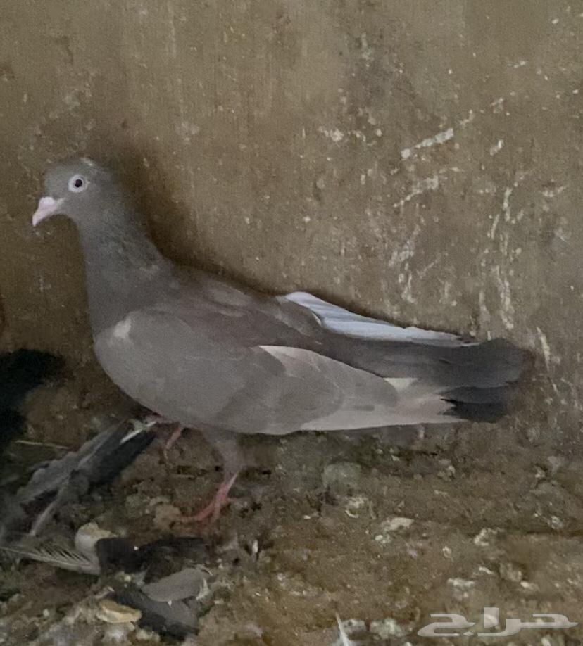 حمام قطايف اجواز64359547219073114