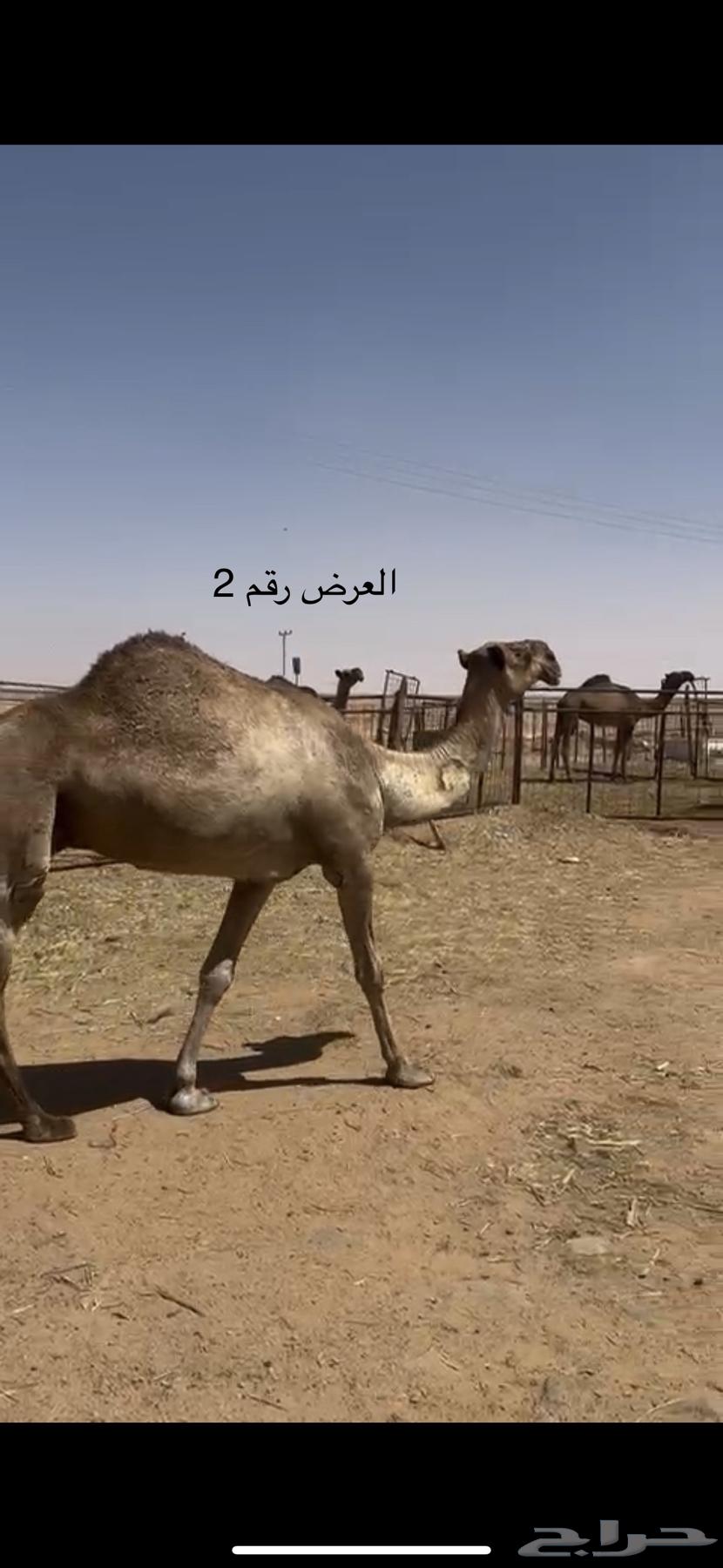 نياق صفر64361356151043113