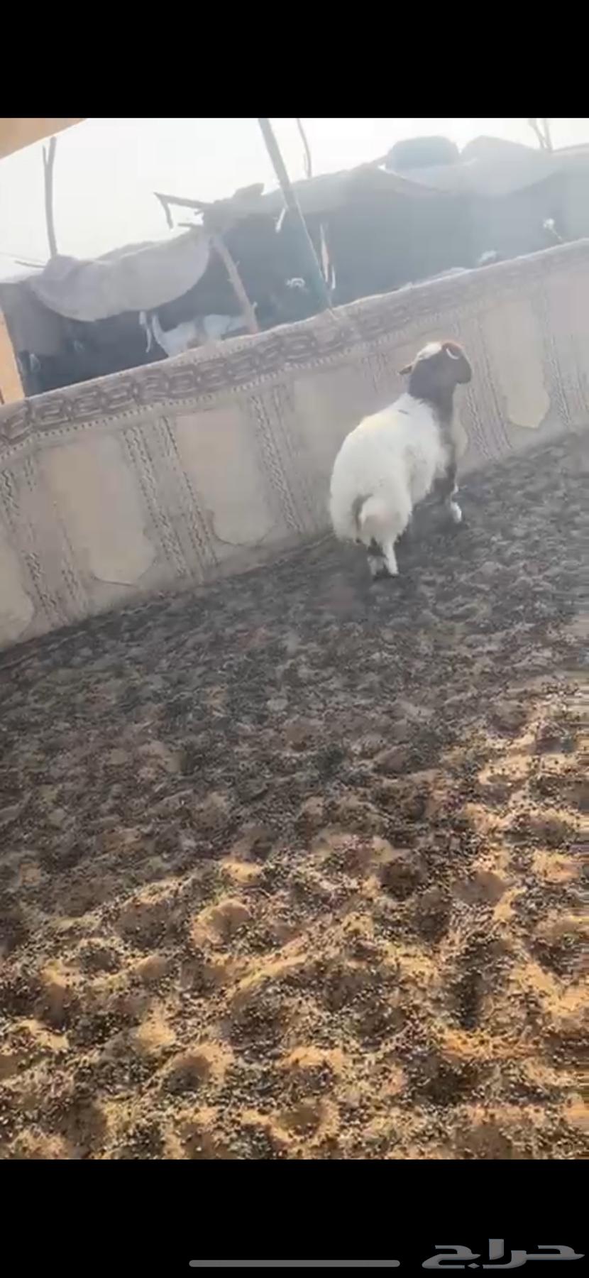 هرفي نعيمي64354281965186113