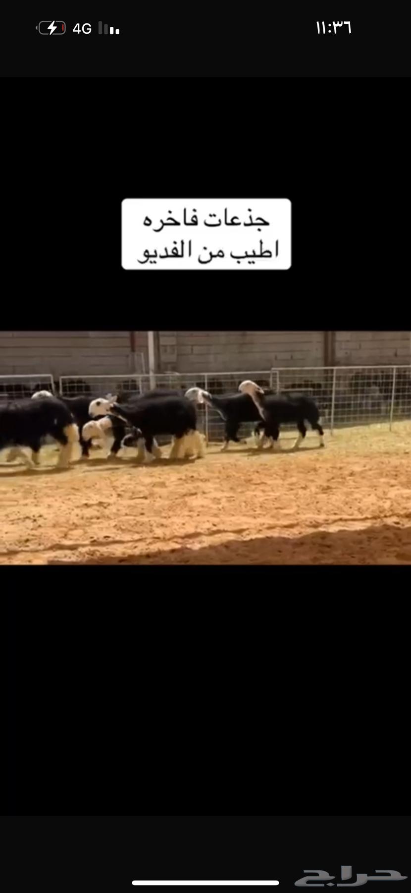 عرض بيع رخال جذعات64353692075906111