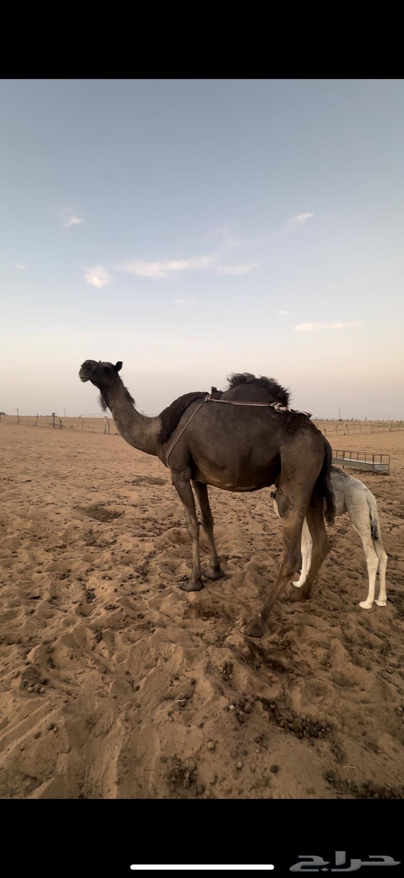 للبيع الخلفه ام البكره64353736389891110