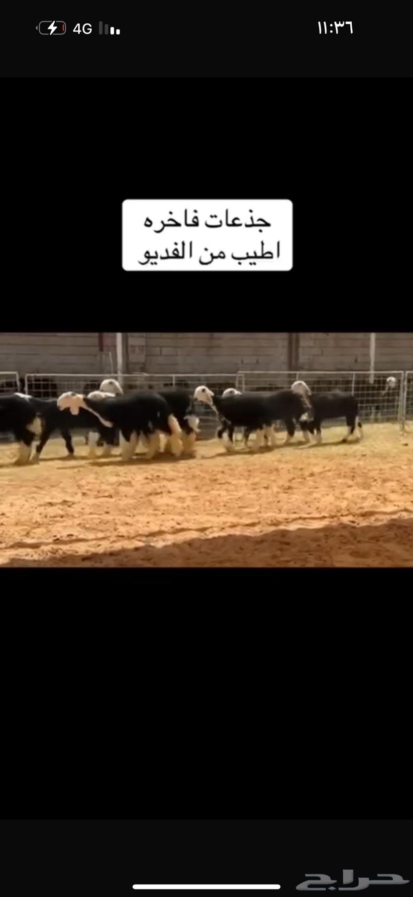 عرض بيع رخال جذعات64353692075906112