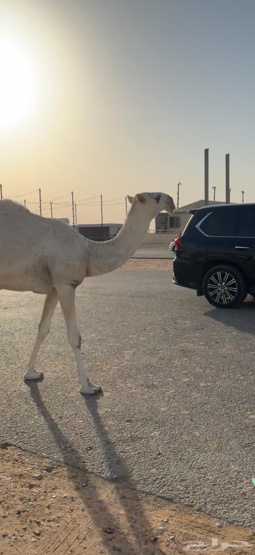 بكره حيسونيه64350644946178113